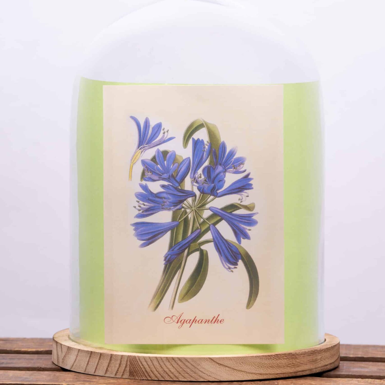 Fleurs sous cloche [Jeu concours PARAY en FLEURS]